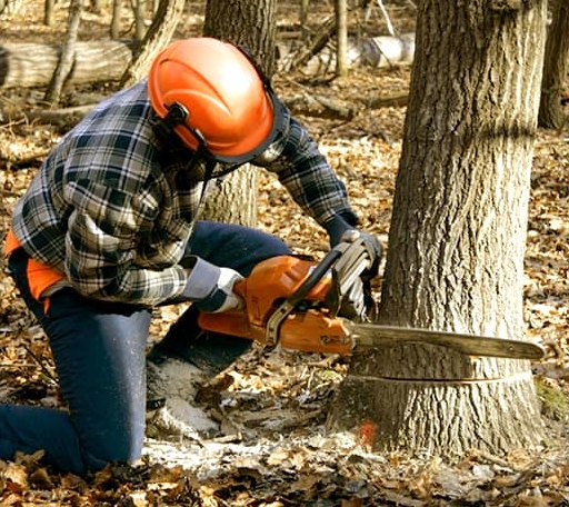 Tree Removal in Nottingham, MD
